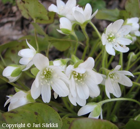 Hepatica nobilis f. alba, lehtosinivuokko